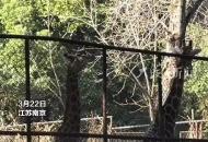 動(dòng)物園內(nèi)兩只長(zhǎng)頸鹿打架引游客圍觀 拍攝者：很驚訝 印象里它們很溫順 沒(méi)想到打架這么猛！