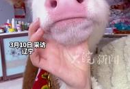 女子養小牛4個月長到200斤 被打扮得粉嫩干凈 “特別招人稀罕 是我們家的小成員”
