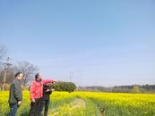 懷寧縣馬廟鎮：多部門聯合核查油菜面積 精準護航惠農補貼落地