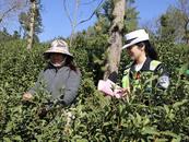 無為市織密春茶季交通安全網 