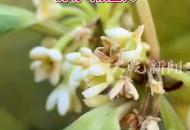合肥的桂花3月開了？專家：品種是四季桂，說明氣候宜人