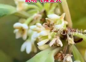 合肥的桂花3月开了？专家：品种是四季桂，说明气候宜人