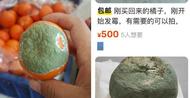 發霉橘子標價售賣 上千元到幾十元不等 專家：做實驗有一定研究價值