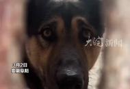 鄰居生病被120拉走未能照顧家里小狗女孩每天通過門縫給狗投喂