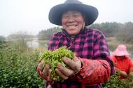 巢湖明前茶開采