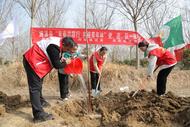 濉溪縣四鋪鎮：開展義務植樹 增厚“綠色家底”