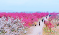 春暖花開，巢湖鄉(xiāng)村游“升溫”