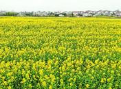 左克友：油菜花