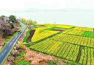 巢湖各地油菜花開“金”滿地