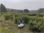 懷寧縣雷埠鄉(xiāng)：春茶采摘正當(dāng)時