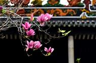 查晶芳：室有兰