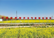 肥西縣豐樂鎮(zhèn)：油菜花開農(nóng)業(yè)興 鄉(xiāng)村振興美如畫