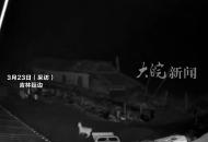 監拍吉林一老虎闖入村民院中 吃掉一只羊 咬死一只狗 林業部門：損失將由保險公司賠償
