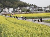 蕪湖響水澗萬畝油菜花進入最佳觀賞期
