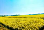 懷寧縣江鎮(zhèn)鎮(zhèn)：油菜花開繪就春日田園畫卷