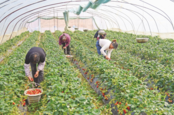 来安：小草莓结出致富果