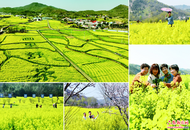 六安：田野菜花黃 山村景如畫