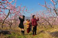 宜秀區楊橋鎮鮑沖湖村：桃花盛開綻芬芳，鄉村振興“好春光”