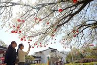 淮南市八公山風(fēng)景區(qū)：樂享春光