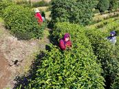 庐江茶农采摘春茶