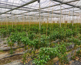 懷寧縣石牌鎮：蔬菜種植園迎來考察團 共話鄉村振興新圖景