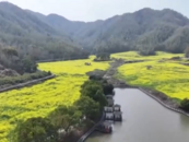 直達(dá)徽州春日花海！ 篁嶺?屯溪老街站點(diǎn)巴士開(kāi)通