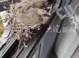 “傻咕咕”在肥东居民家中筑巢 还孵化了两个鸟宝宝
