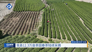 春風拂綠 石臺春茶開采忙