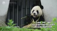 告別！大熊貓“蘆蘆”因病搶救無效死亡