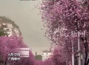 广西柳州狂风过境 黑云压城 紫荆花雨纷飞 拍摄者：像仙境一样