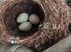 女生忘收衣服竟然“长”出一窝鸟蛋 后来又挂回去了  鸟妈妈会在她们不在时回来孵蛋
