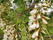 又逢槐花香 好看又能吃 池州專業(yè)人士提醒：食用需謹(jǐn)慎