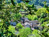 歙縣街口鎮(zhèn)：千畝橘香漫新安  水陸雙棲醉春煙