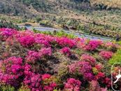 庐江：花开映山红   车在画中行