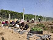 宜秀區楊橋鎮鮑沖湖村：小瓜蔞撬動大產業 鄉村振興添活力