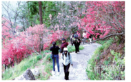 安慶岳西：高山杜鵑引客來