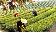 江红波：春茶下山