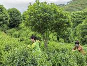 走進茶園悟匠心  五一茶山展風采  