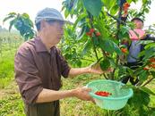 宜秀區(qū)白澤湖鄉(xiāng)龍華村：櫻桃紅滿枝 產(chǎn)業(yè)振興正當(dāng)時