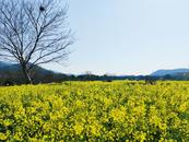 宜秀區大龍山鎮總鋪社區：做好“生態+旅游”文章 為鄉村振興“景”上添彩