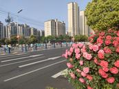 “阜马”鸣枪开跑 2.2万跑友参加