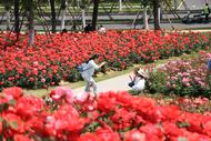 合肥駱崗公園變身多彩花海（組圖）