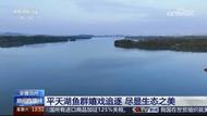 央視聚焦池州市平天湖風景區：魚群嬉戲追逐 盡享生態之美