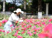 姹紫嫣紅！巢湖臥牛山公園萬余株月季花開成海