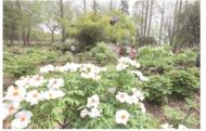 安慶菱湖風(fēng)景區(qū)牡丹園：牡丹競(jìng)相開(kāi)放