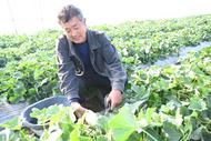 长丰罗塘：“致富甜瓜”新鲜上市
