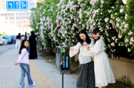 追著花兒看蚌埠——花墻