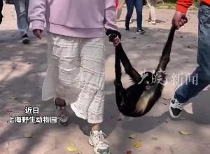 上海动物园一社牛“蜘蛛猴” 随机挑选游客拉着走 网友：它真的超爱牵手手