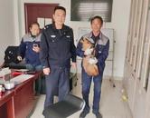 ?霍山警民攜手救助2只國家“三有”保護動物黃麂