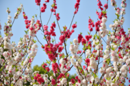 巢湖：“雙拼”桃花繪春景